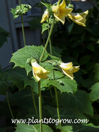Yellow Wax Bells (Kirengeshoma palmata)